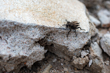 Bug on the granite stone