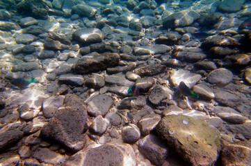 Fototapeta na wymiar Underwater sea bottom with stones