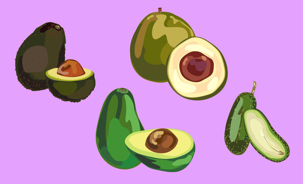 Different types of avocados fuerte nabal hass cocktail seedless illustration