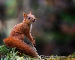 red squirrel in the forest © Hauk Tamás