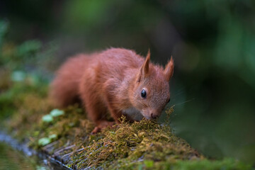 Naklejka na ściany i meble red squirrel in the woods