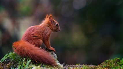 red squirrel in the forest