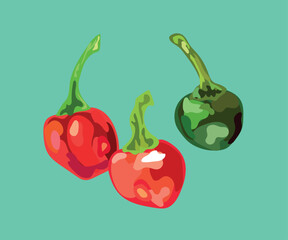 aji cerezo peruvian pepper vector illustration