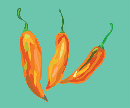  aji amarillo peruvian pepper vector illustration