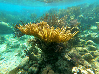 Beautifiul underwater colorful coral reefs