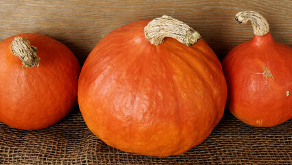 Whole Red Kuri squashes in a row. Organic home-grown vegetable.