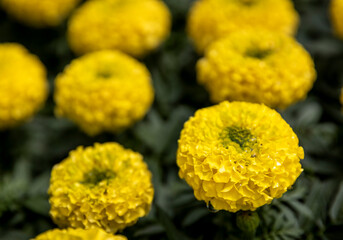 yellow marigold flowers