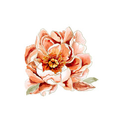 Peony flower hand drawn watercolor isolated on white background