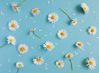 Daisy pattern. Flat lay spring and summer flowers and white petals on a pastel blue background. Top view minimal concept. - 550940636