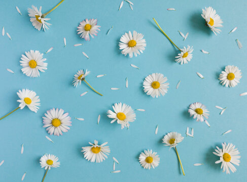 Daisy pattern. Flat lay spring and summer flowers and white petals on a pastel blue background. Top view minimal concept.