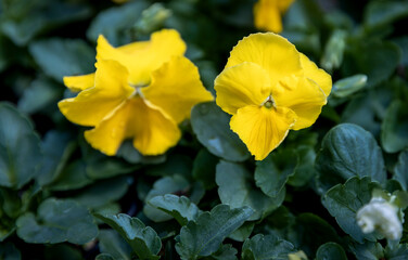 Fototapeta premium yellow flowers in the garden