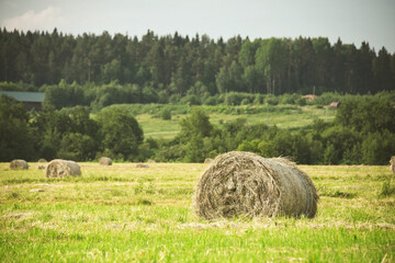 hay bales in the field