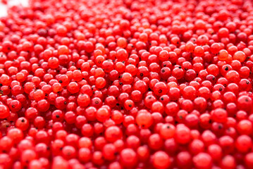 rote johannisbeeren