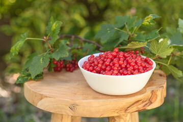 rote johannisbeeren