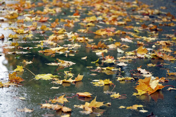 Autumn foliage on a wet road