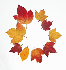 Fototapeta na wymiar Dry autumn leaves of different colors on a white background
