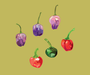aji ayucllo aji cerezo peruvian pepper vector illustration