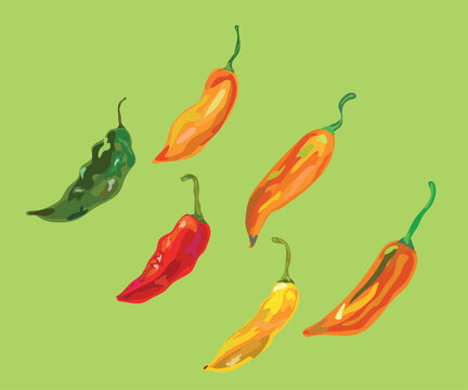 aji limo aji amarillo peruvian pepper vector illustration