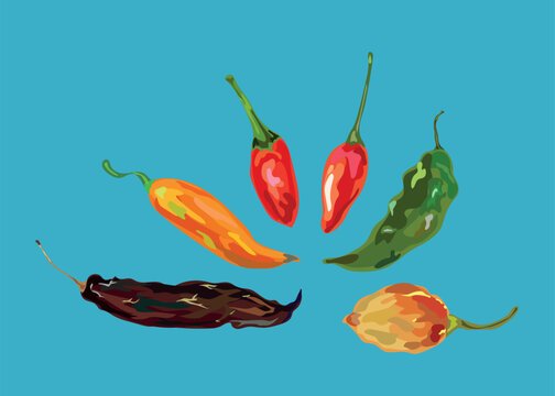 different types of peruvian pepper vector illustration