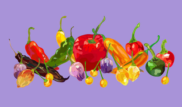 different types of peruvian pepper ilustration 