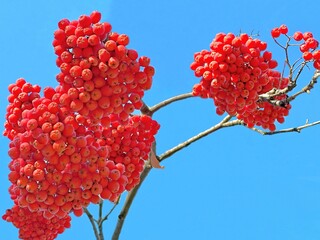 Red rowan berries against blue sky.