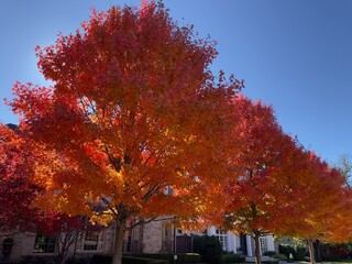 Autumn trees in a row