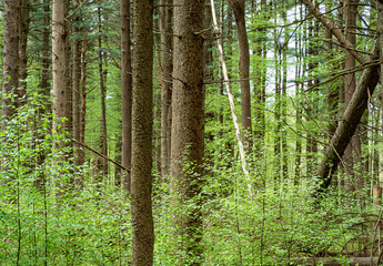 green forest in spring