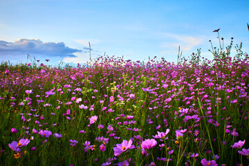 field of pink flowers with blue sky and some clouds in laguna grande, monte escobedo zacatecas 