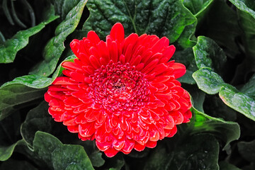 red dahlia flower under rain