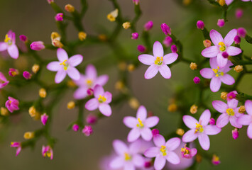 Little pink flowers blooming in the meadow