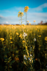 yellow flower field