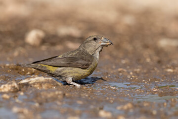 Common crossbill (Loxia curvirostra) in Abruzzo, Italy