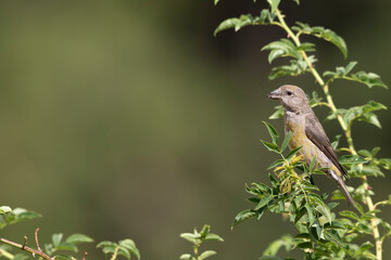 Common crossbill (Loxia curvirostra) in Abruzzo, Italy