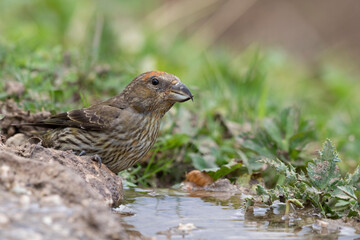 Common crossbill (Loxia curvirostra) in Abruzzo, Italy