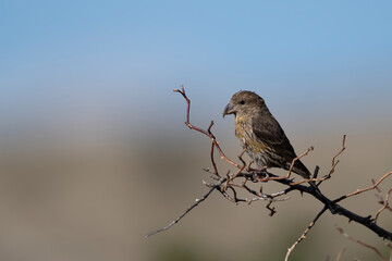Common crossbill (Loxia curvirostra) in Abruzzo, Italy