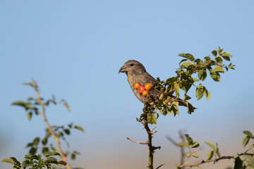 Common crossbill (Loxia curvirostra) in Abruzzo, Italy