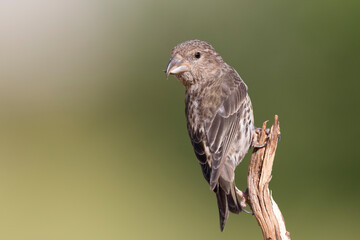 Common crossbill (Loxia curvirostra) in Abruzzo, Italy