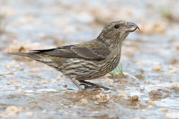 Common crossbill (Loxia curvirostra) in Abruzzo, Italy