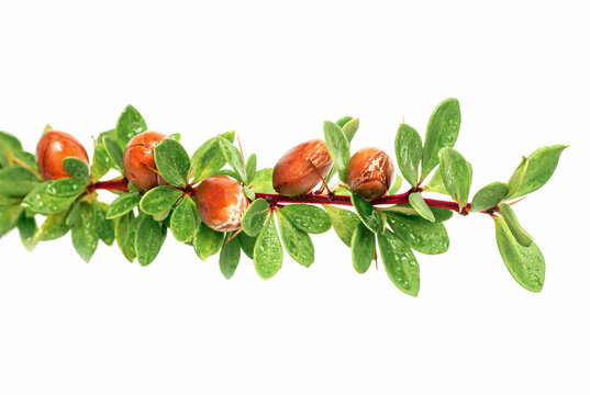 Argan nuts on a branch with green leaves and thorns on an isolated white background