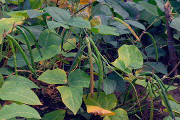 Fototapeta na wymiar Beans is growing in rustic garden. Bed in the garden. Organic vegetables is growing in backyard. Farming and harvesting.