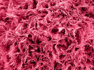 Fashionable color of 2023 is Viva Magenta. Plants painted in purple Forest Viva. Demonstration of the color of the year for the fashion, clothing and interior design industry