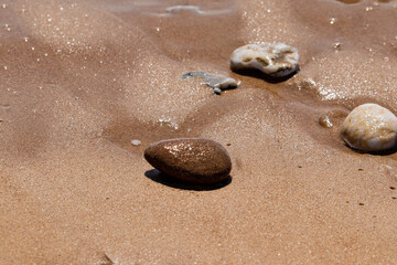 Shellfish at the water's edge on the wet sand of the beach of Saint-Gilles-Croix-de-Vie