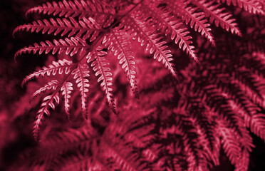 Green Leafs in garden background. New 2023 trending PANTONE 18-1750 Viva Magenta colour