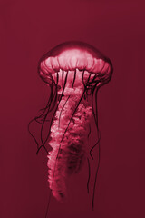 Jellyfish. New 2023 trending PANTONE Viva magenta colour