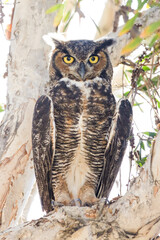Great Horned Owl