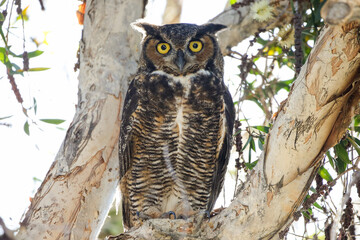 Great Horned Owl