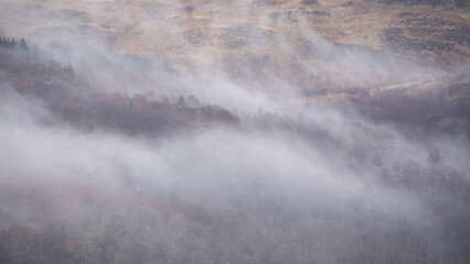 Moody dramatic misty Winter landscape drifting through trees on slopes of Ben Lomond in Scotland