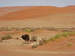 Ostrich in the dunes of Sossusvlei, Namibia