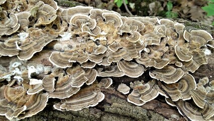 mushrooms on a tree trunk