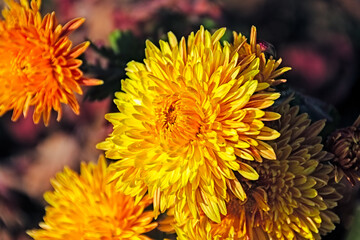 close up of yellow flower